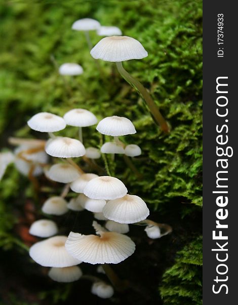 Cluster of wild mushrooms growing with moss