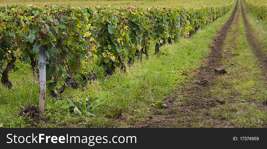 A vineyard in the Côte-d'Or wine region of France during harvest. A vineyard in the Côte-d'Or wine region of France during harvest.