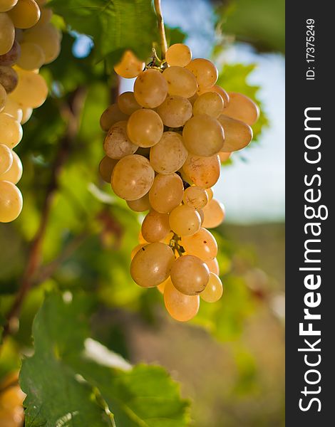 Big and juicy bunch of white grapes. Big and juicy bunch of white grapes.
