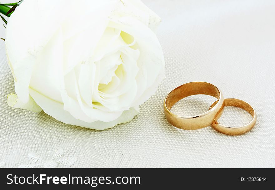 White rose and wedding rings. White rose and wedding rings