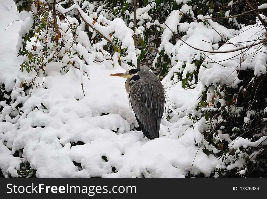 Grey Heron (Ardea cinerea)