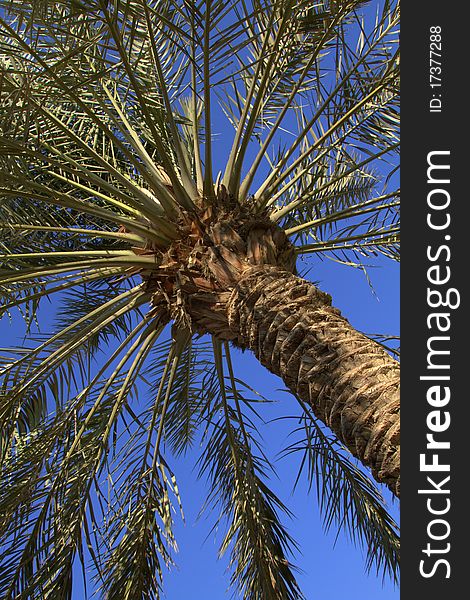 Palm tree on blue sky bacjground