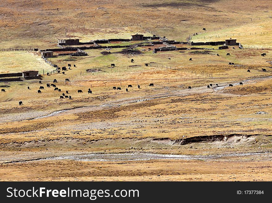 Tibetan house in chuanxi  plateau