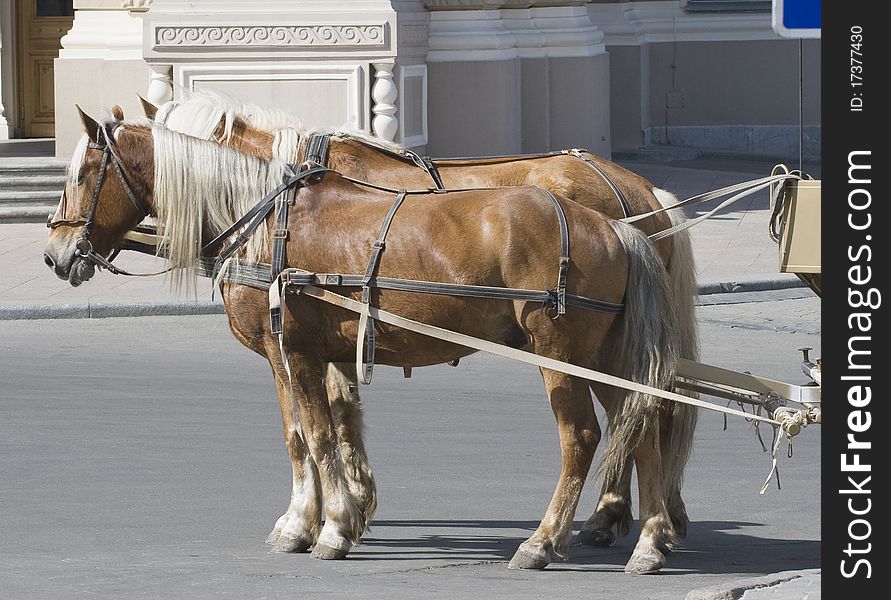 Two horses harnessed in a cart, standing in a town street. Two horses harnessed in a cart, standing in a town street