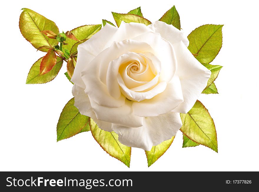 Beautiful rose with leaves - it is isolated on a white background. Beautiful rose with leaves - it is isolated on a white background.