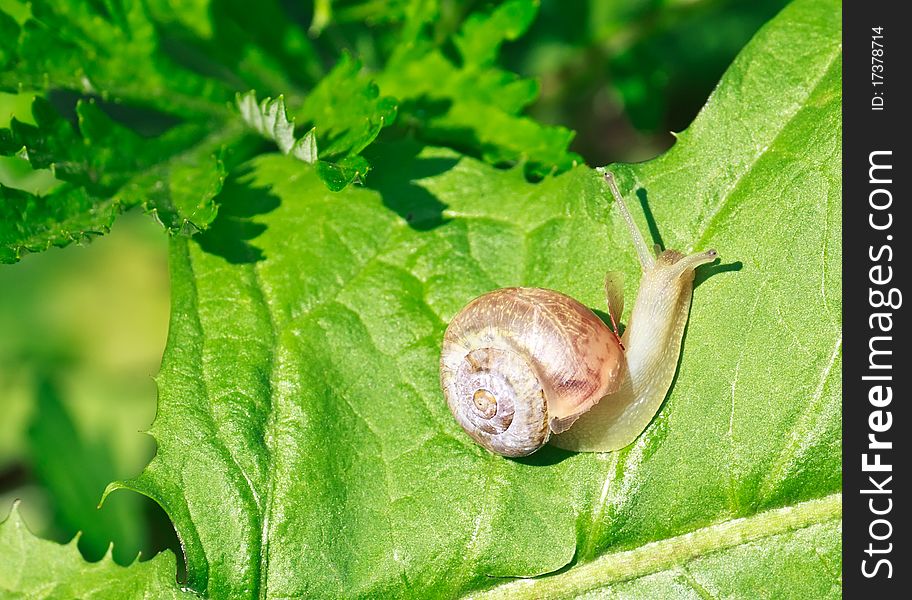 Garden snail on a green leaf