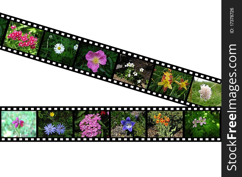 Films with images of flowers on white background