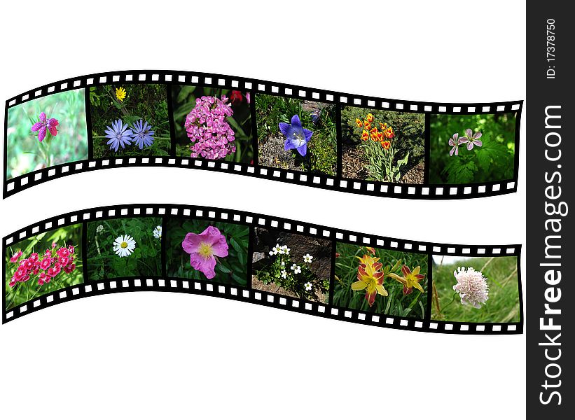 Films with images of flowers on white background. Films with images of flowers on white background