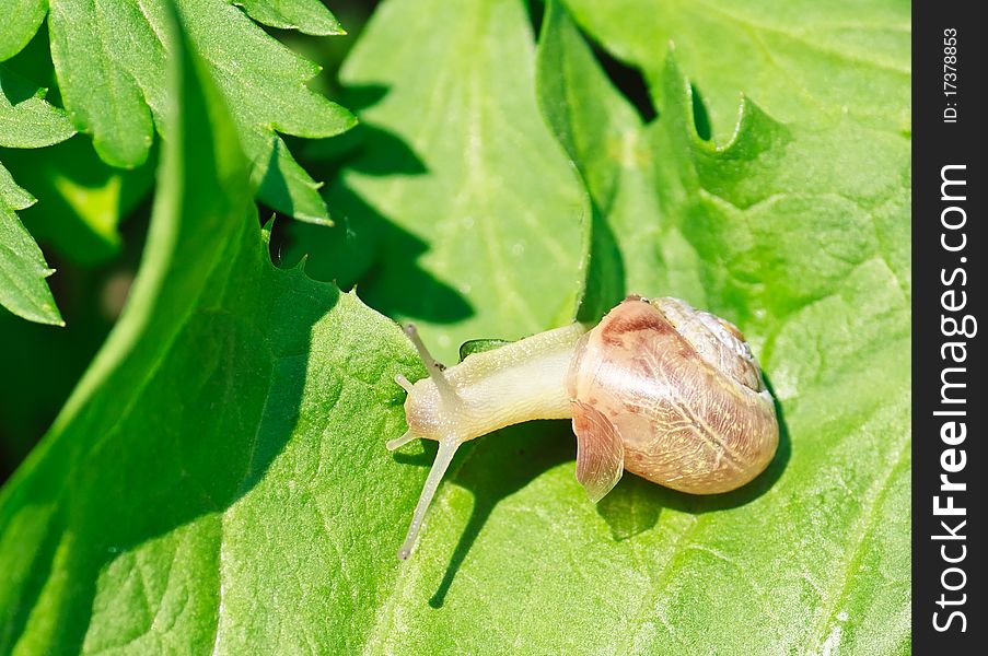 Garden snail on a green leaf