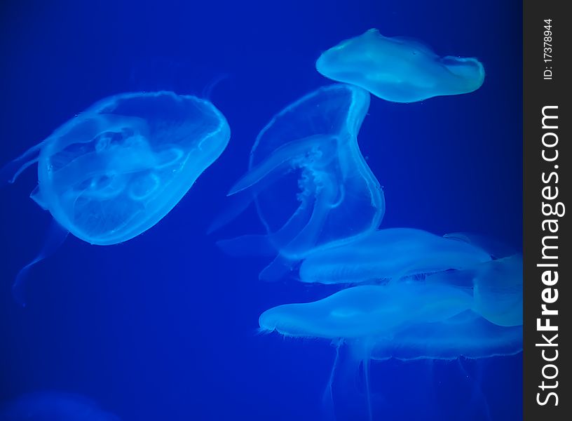 Jellyfishes in the deep blue water