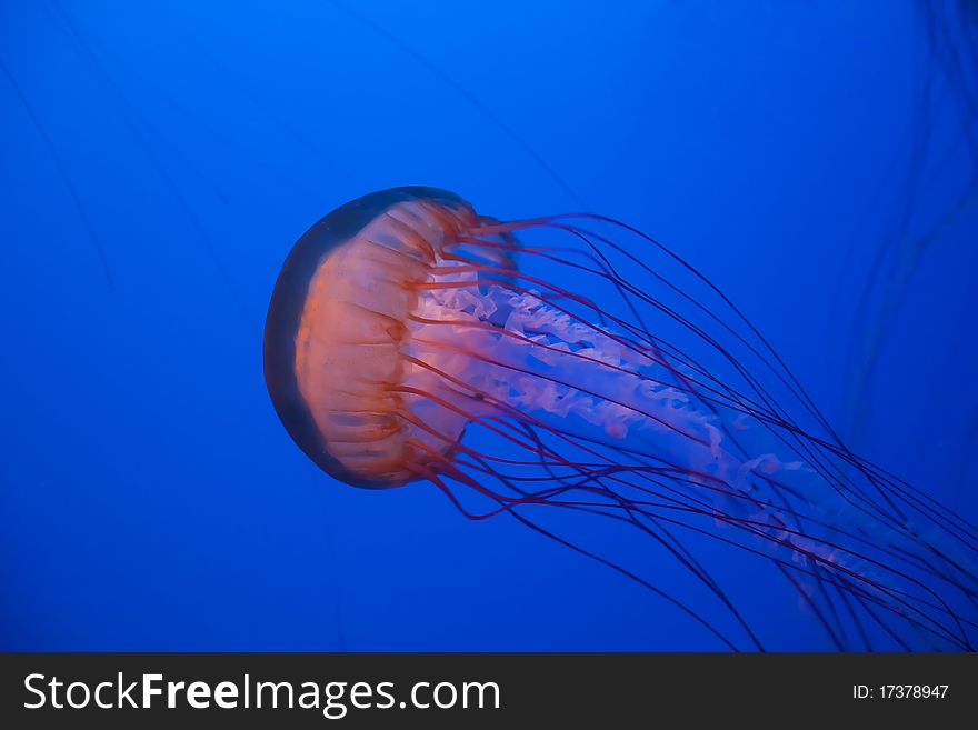 Sea nettle jellyfish in the deep blue water