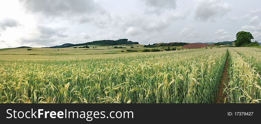 Field of grain in Silesia, Poland