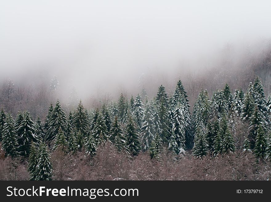 Fir trees covered by snow and mist. Fir trees covered by snow and mist