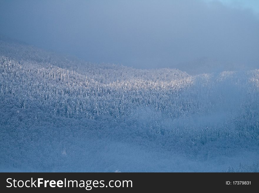 The evergreen tree covered by snow and mist. The evergreen tree covered by snow and mist