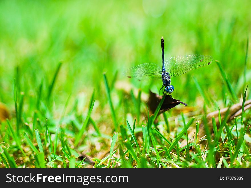 Macro shot of a dragonfly.