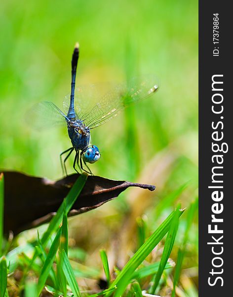 Macro shot of a dragonfly.