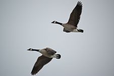 Canada Geese In Flight Stock Photo