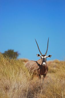 Gemsbok (Oryx Gazella) Stock Photos