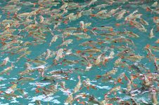 School Of Red Tail Fish In Green Lake Stock Photo