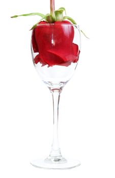 Red Rose In A Glass Goblet Royalty Free Stock Photos