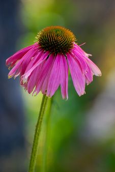 Echinacea Blossom Stock Image Echinacea Blossom Stock Image