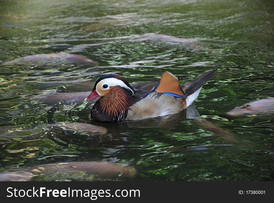 Mandarin duck swimming in pond full of big carps