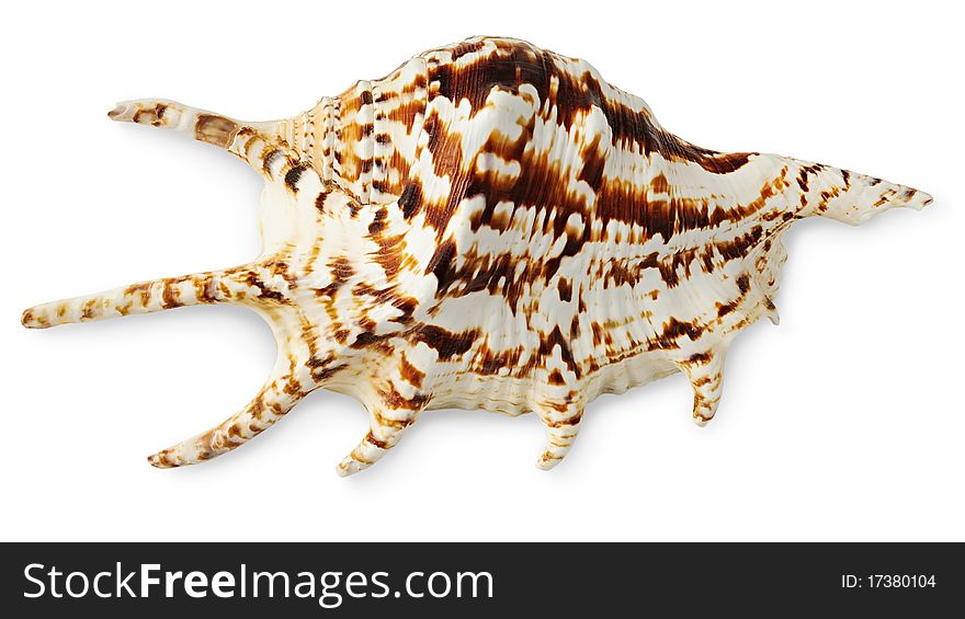 Exotic sea shell over white background