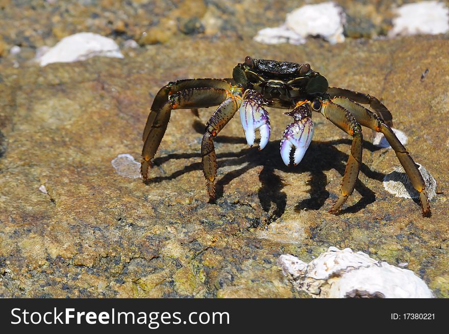 Crab And His Shadow