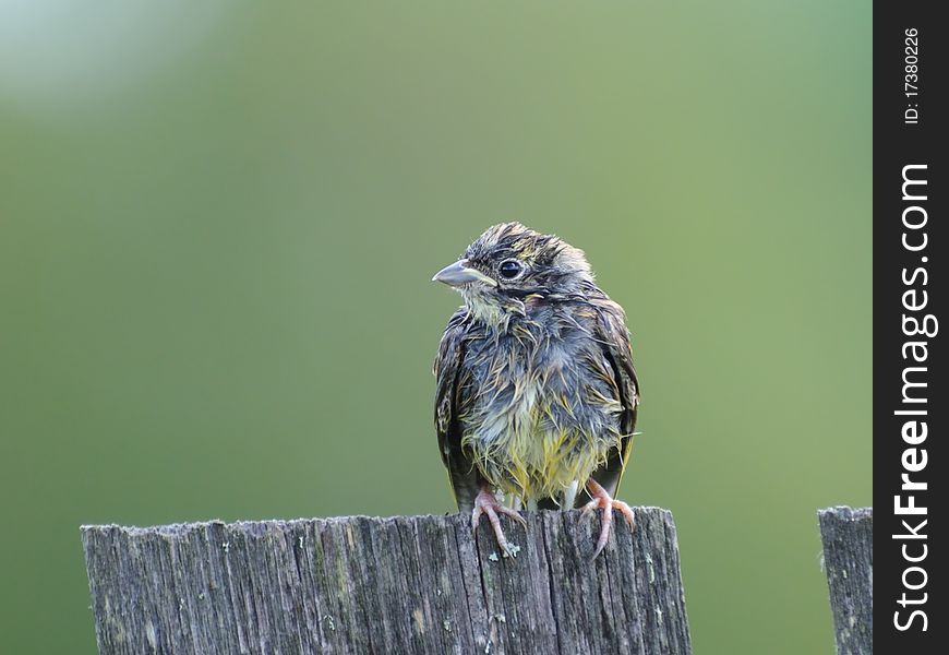 Juvenile Bunting On The Village Fence