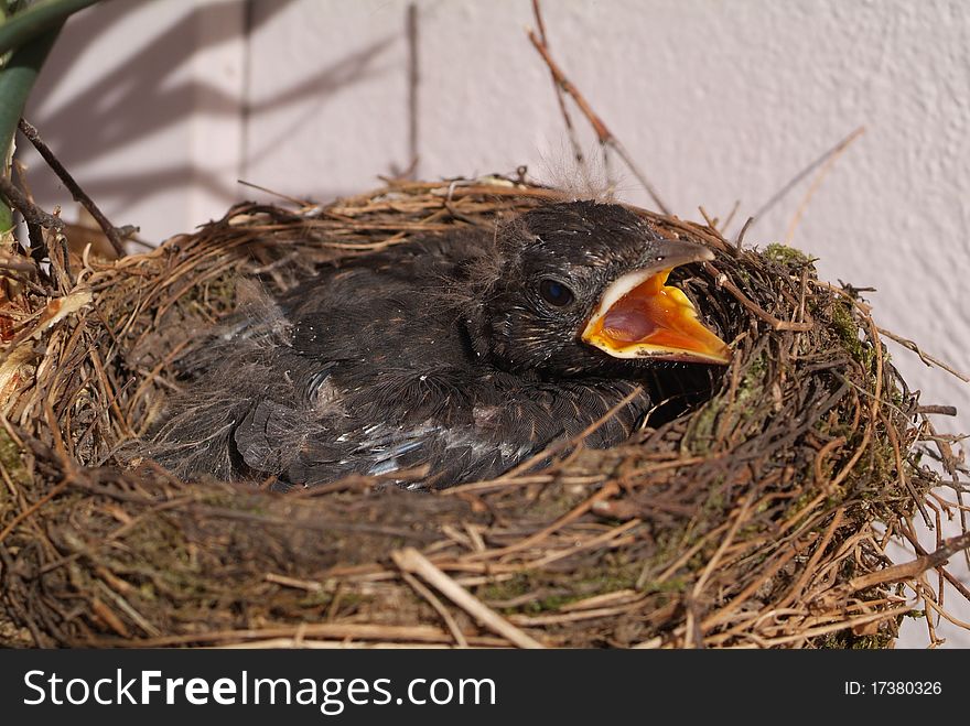 A little blackbirdbaby is stretching his bill out of the nest, waiting for mama with a worm. A little blackbirdbaby is stretching his bill out of the nest, waiting for mama with a worm