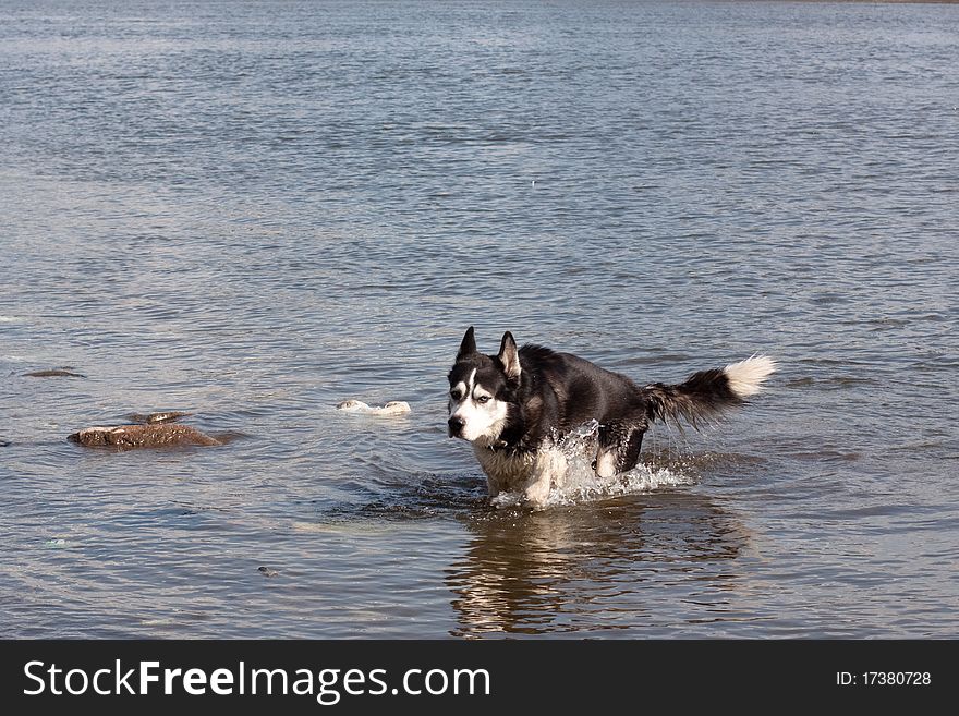 A black and white husky in a river. A black and white husky in a river