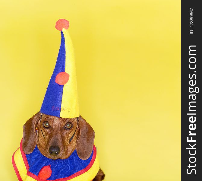 The Funny Dachshund in Clown Costume