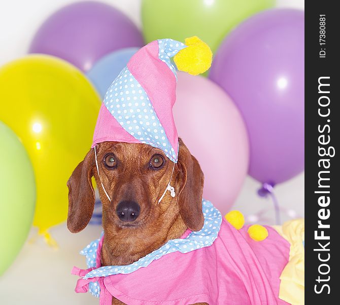 Dachshund in Costume with Balloons