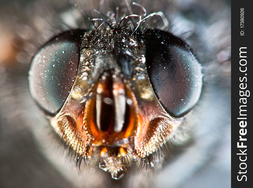 The close up photo of house fly. The close up photo of house fly