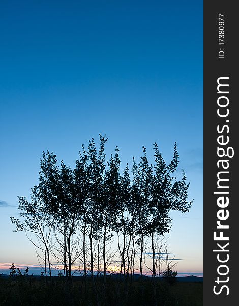 Evening landscape with young trees