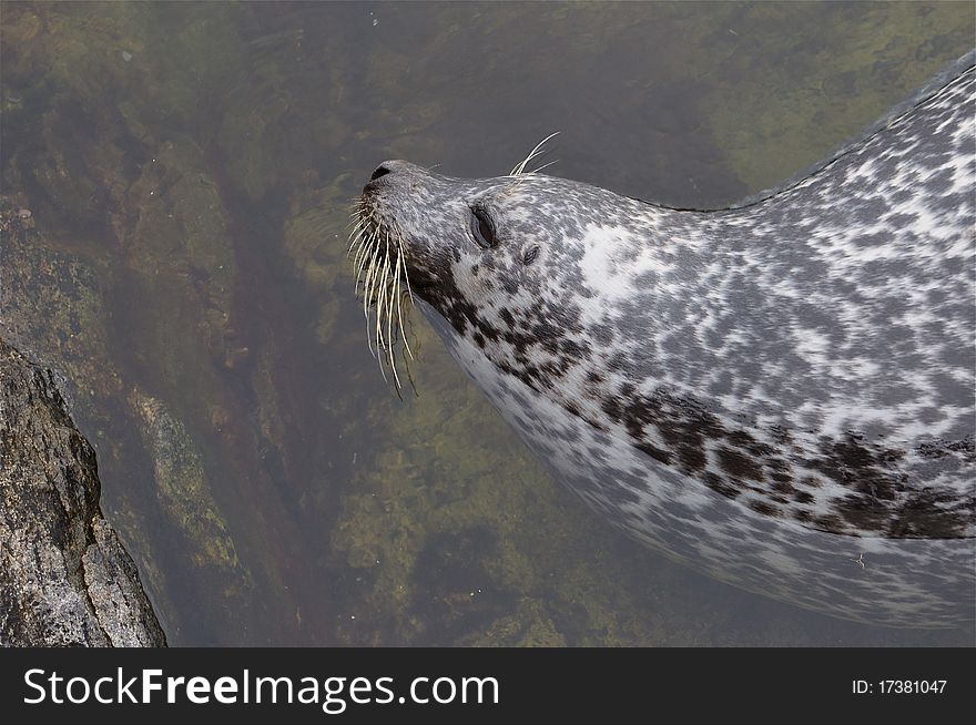 Seal in Norway animal zoo