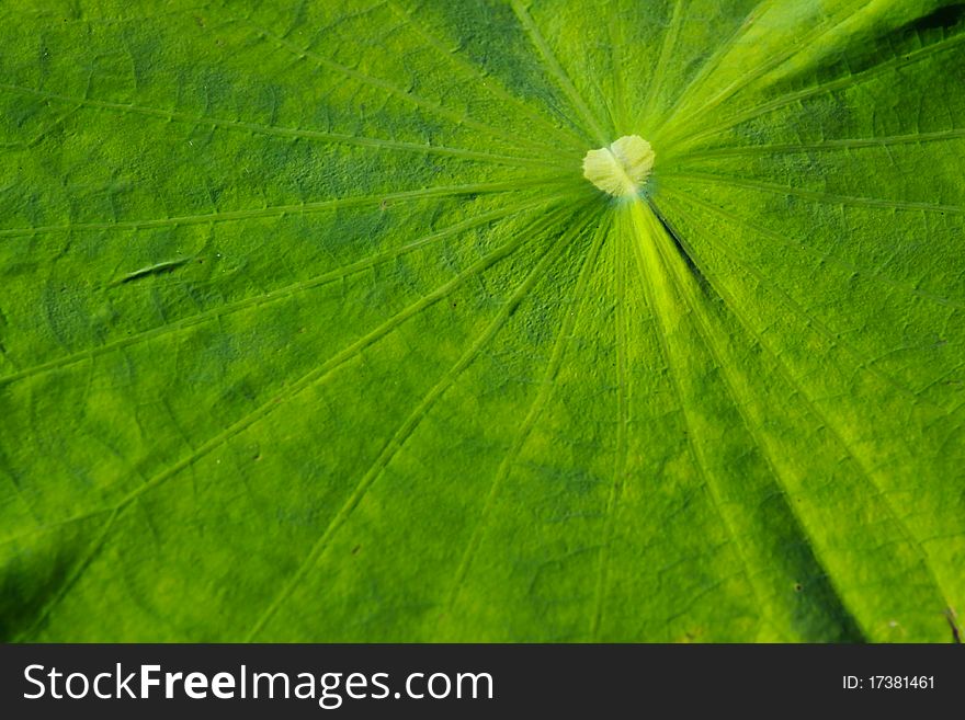 Texture of lotus leaf green, detail