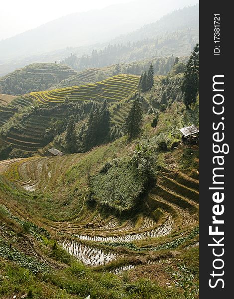 Terraced Rice Fields of Longsheng County