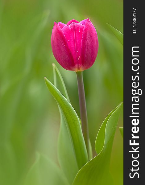 Peachblow Tulip