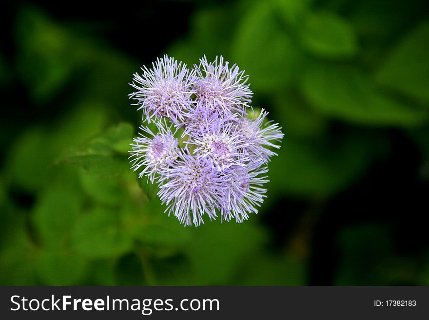 Flowers with light violet, furry tentacles isolated on dark green, blurred background