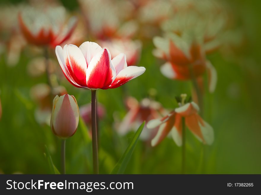 Peachblow Tulip