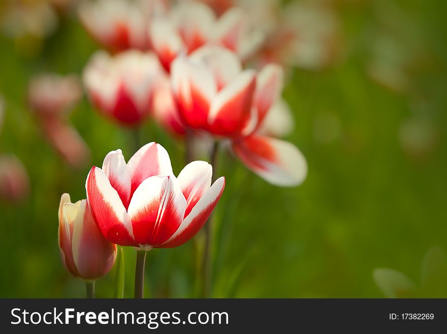 Peachblow Tulip