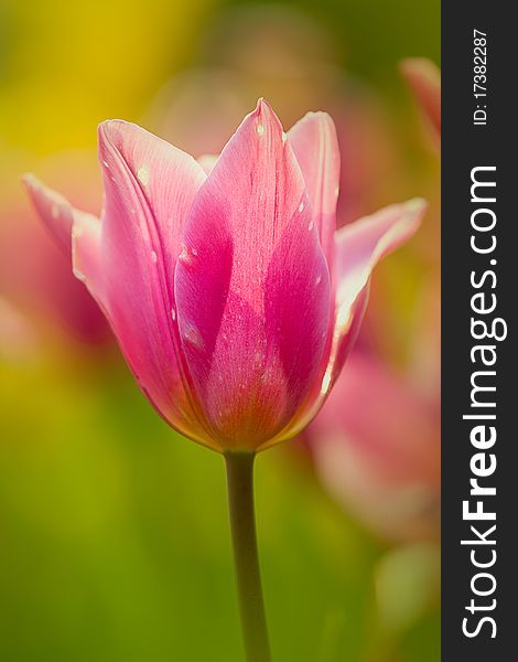 Tulip With Nice Light Yellow Background