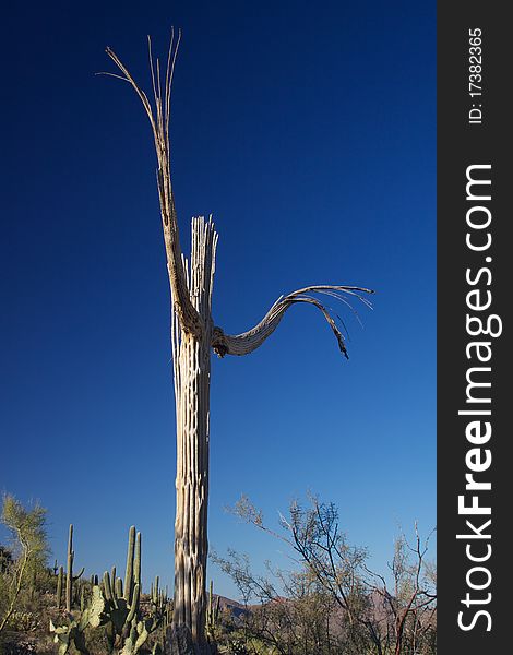 The skeletal remains of a saguaro cactus in Arizona. The skeletal remains of a saguaro cactus in Arizona