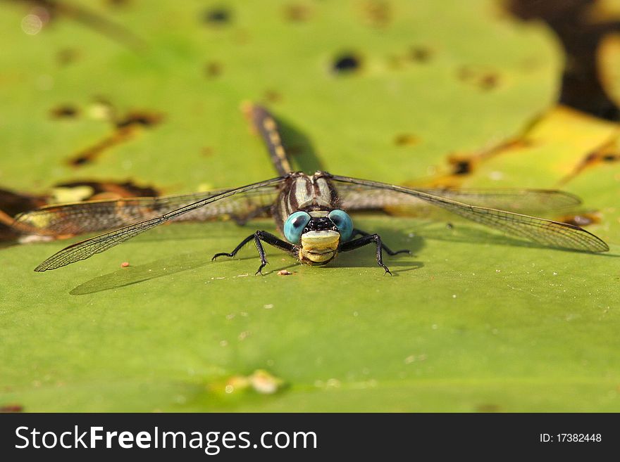 Dragonfly sitting on a water lily - Pinery Provincial Park, Ontario. Dragonfly sitting on a water lily - Pinery Provincial Park, Ontario