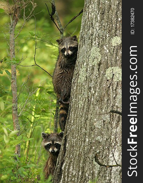 Pair of Young Raccoons (Procyon lotor) looking out from behind a tree - Pinery Provincial Park, Ontario. Pair of Young Raccoons (Procyon lotor) looking out from behind a tree - Pinery Provincial Park, Ontario