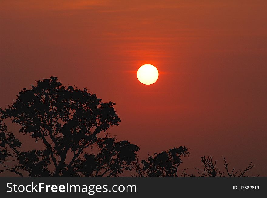 Scenery of sunset in woods