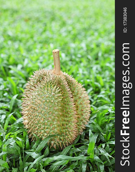 Close up of a durian over green grass background.
