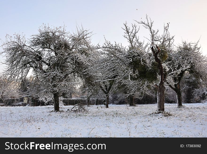 Apple Trees  In Snow