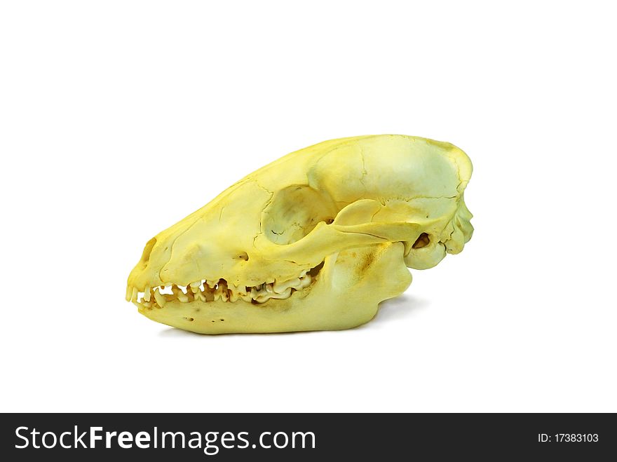 Skull of a racoon dog isolated on white background